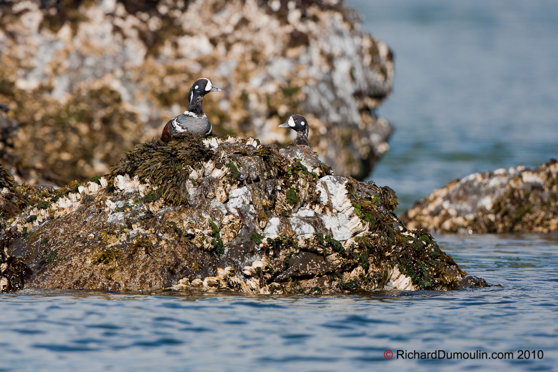 HARLEQUIN DUCK