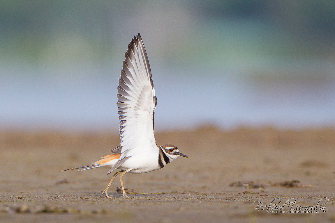 KILLDEER