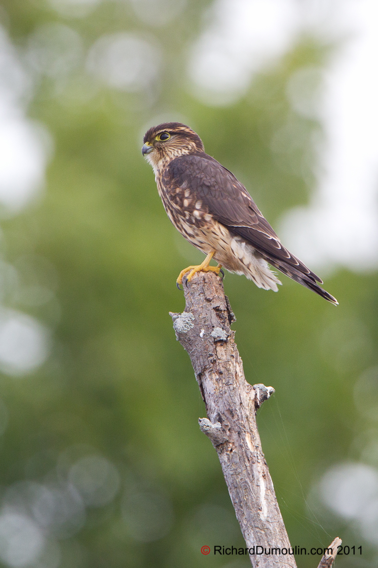 MERLIN