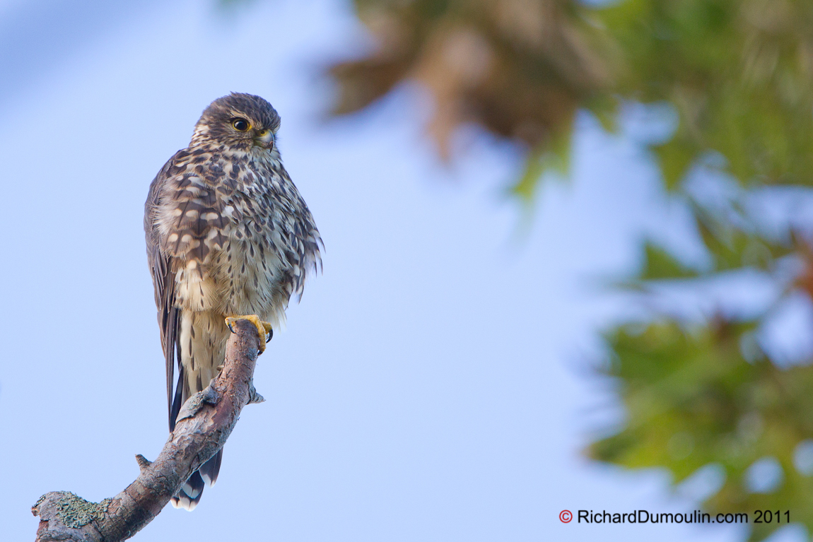 MERLIN