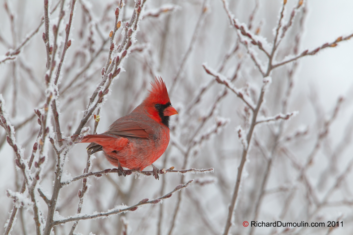 NORTHERN CARDINAL