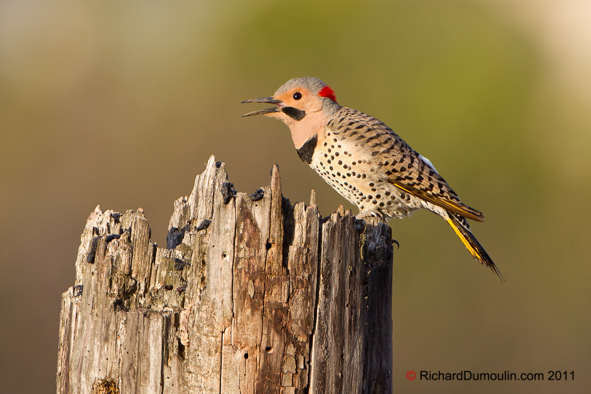 NORTHERN FLICKER