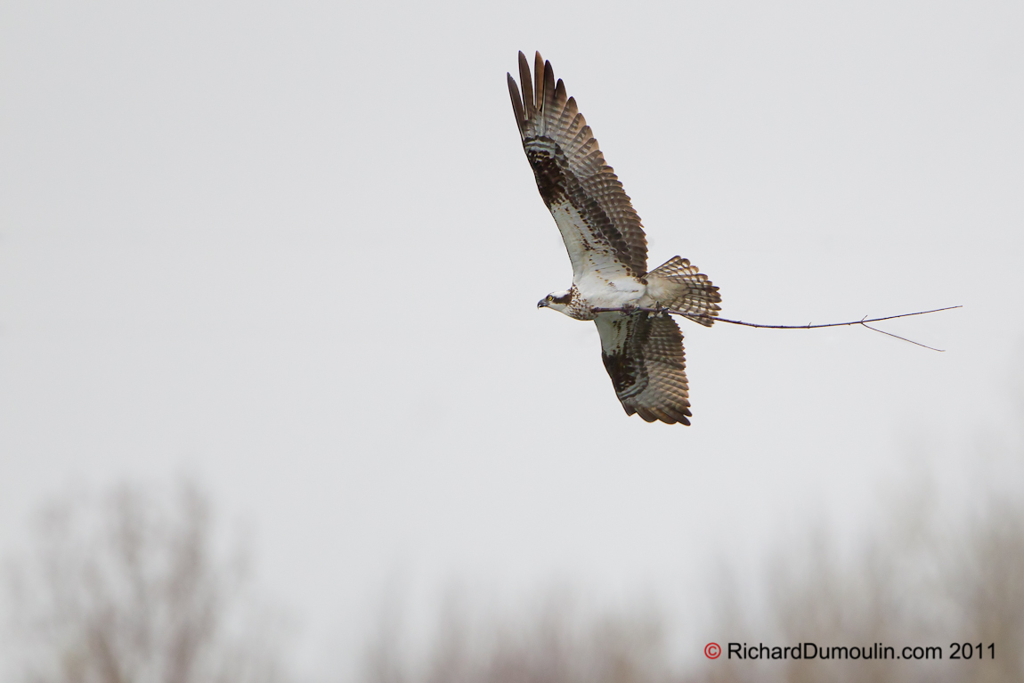 OSPREY