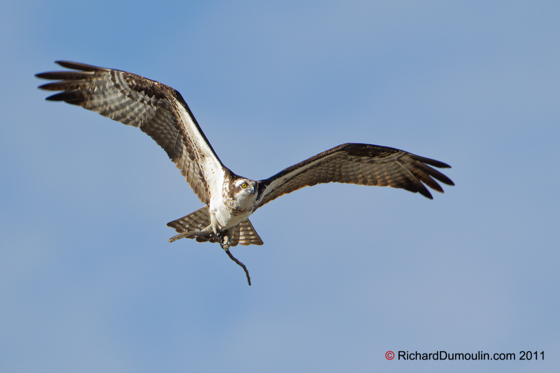 OSPREY