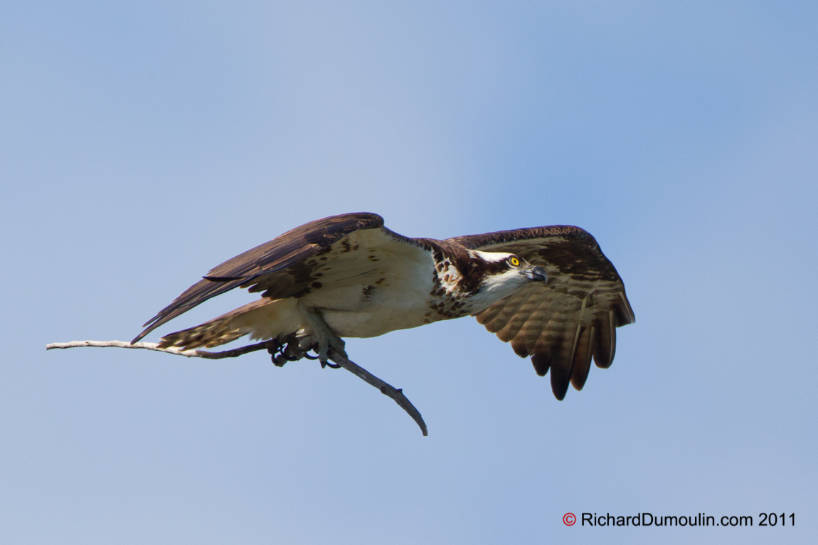 OSPREY