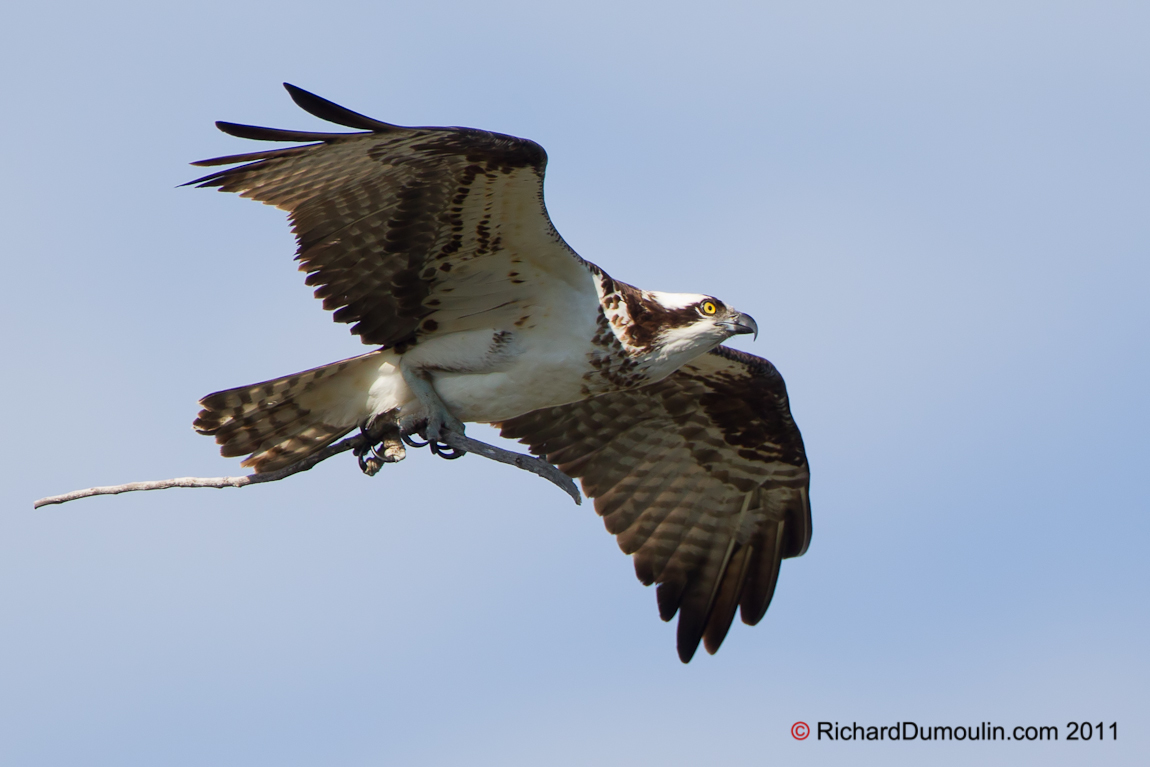OSPREY