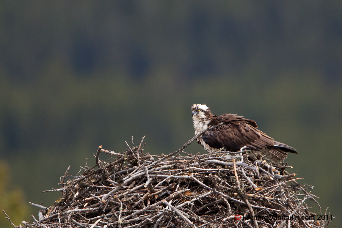OSPREY