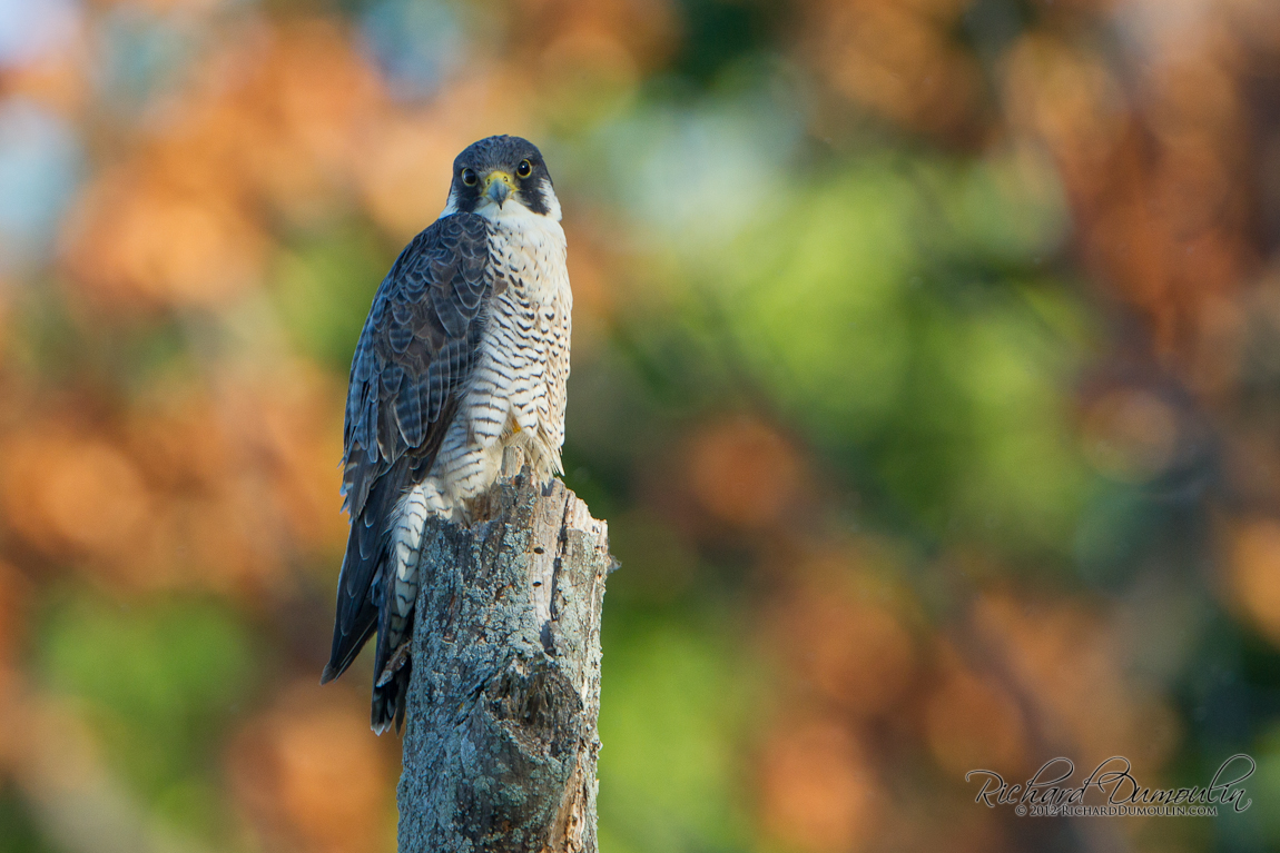 PEREGRINE FALCON