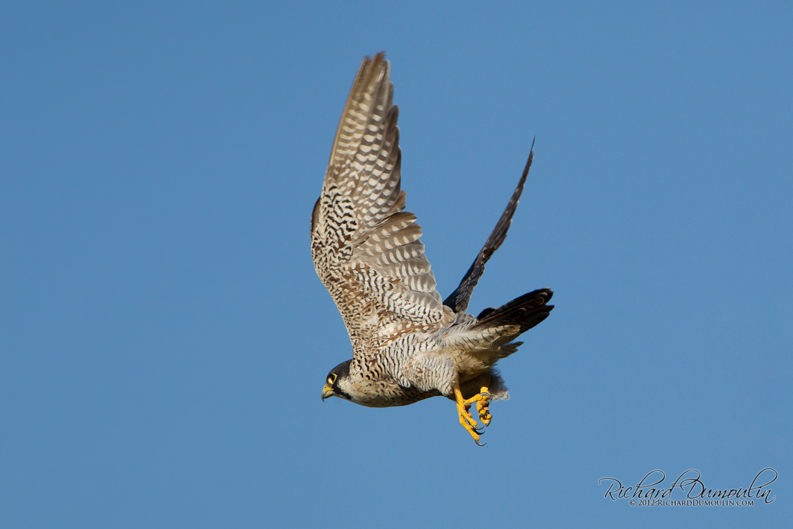 PEREGRINE FALCON