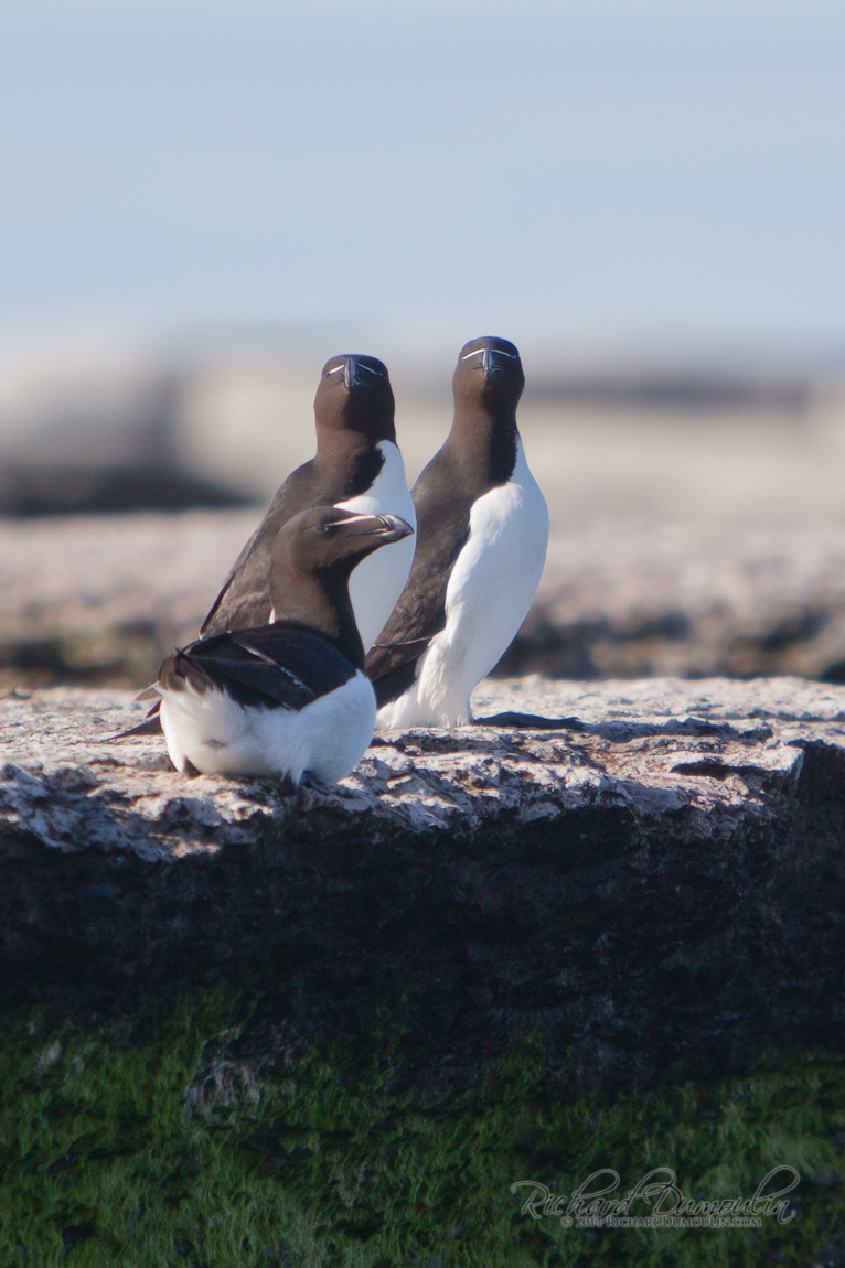 RAZORBILL