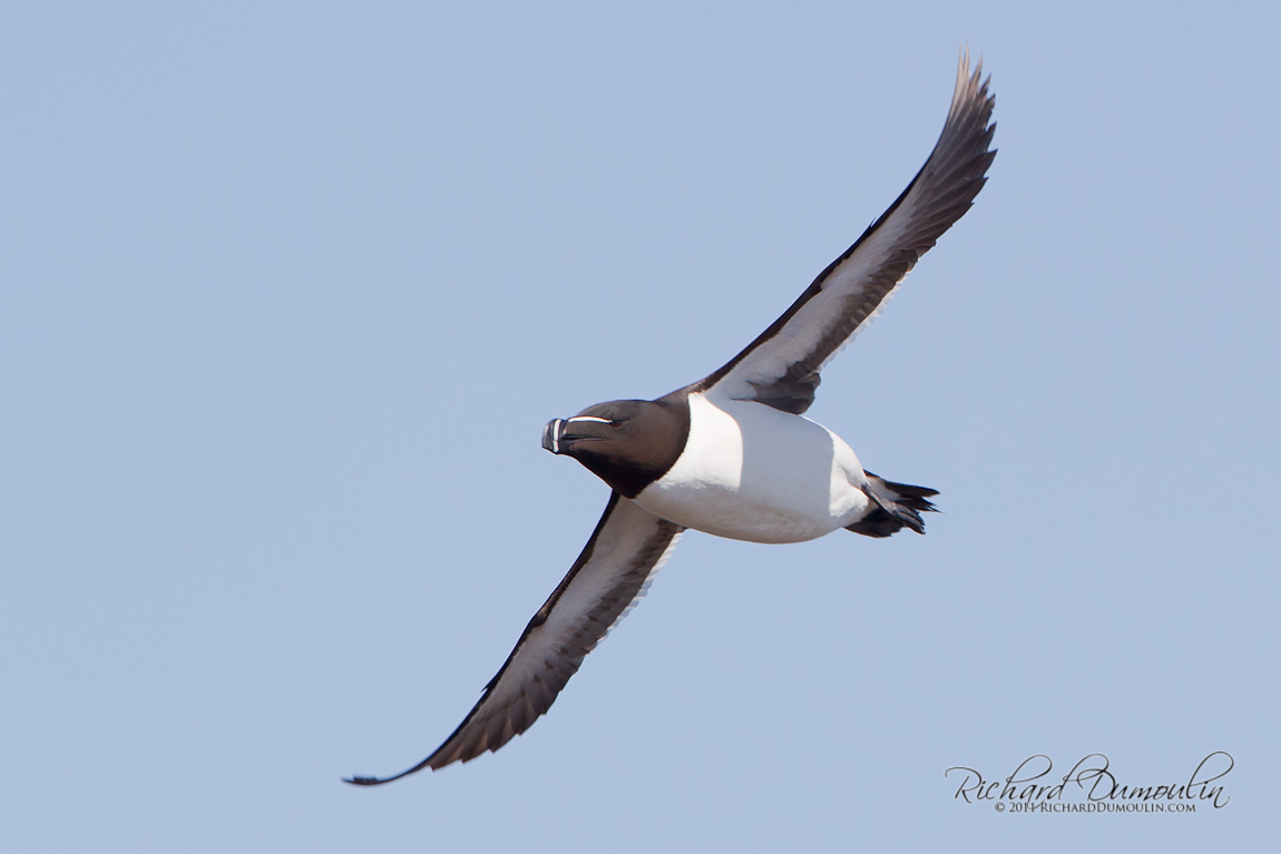 RAZORBILL