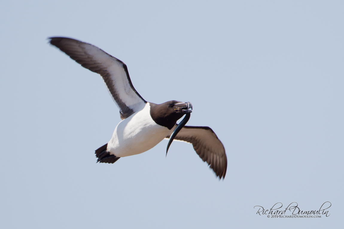 RAZORBILL