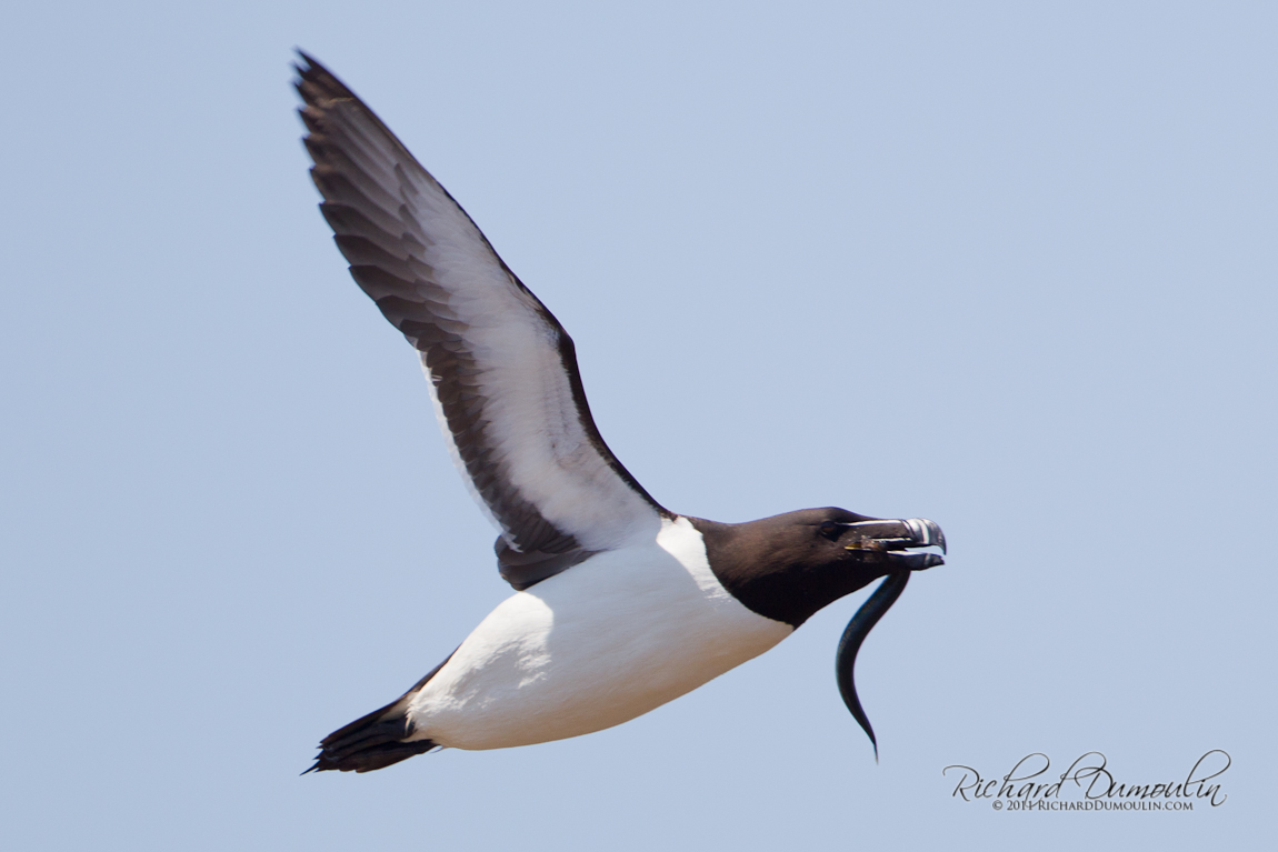 RAZORBILL