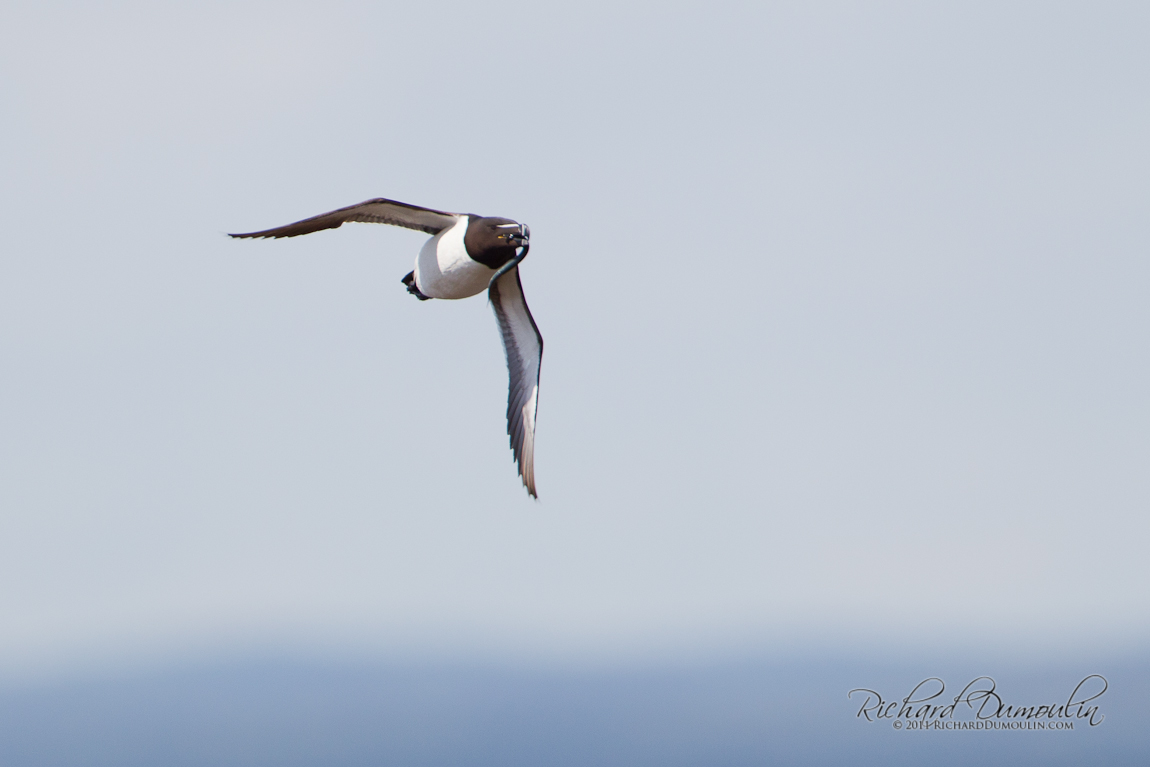 RAZORBILL