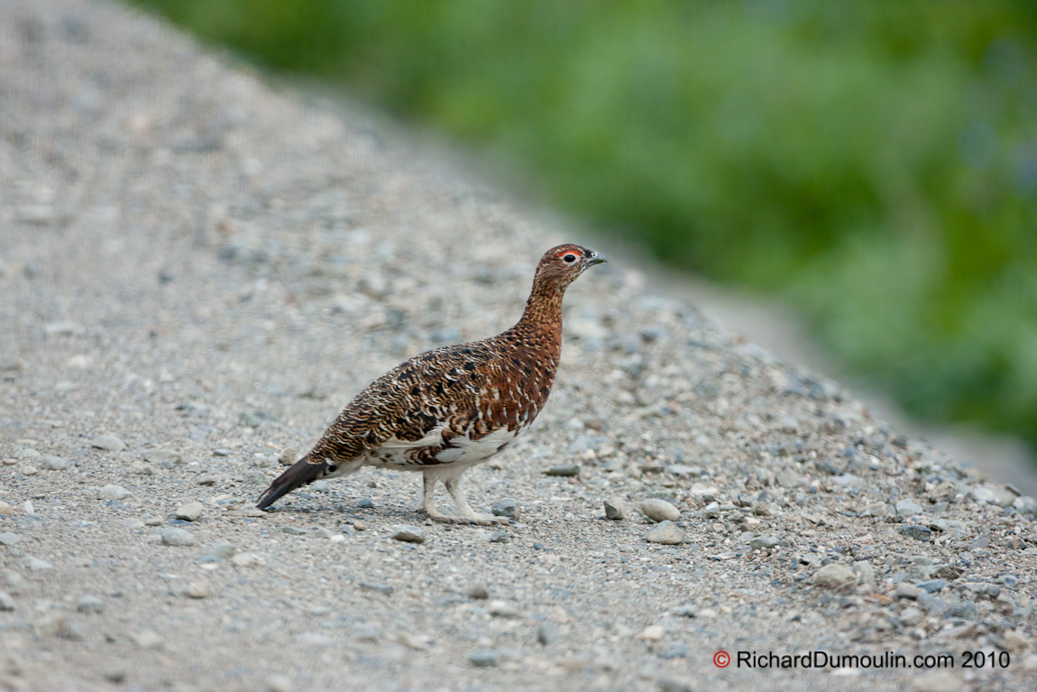 ROCK PTARMIGAN