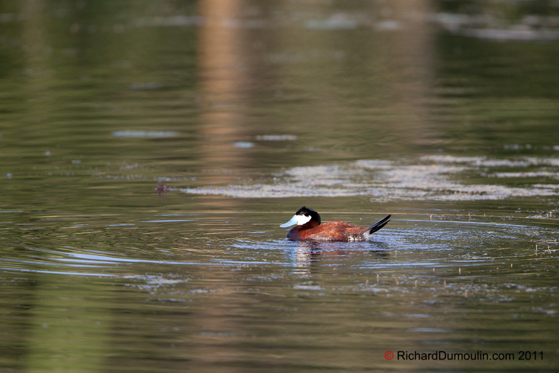 RUDDY DUCK