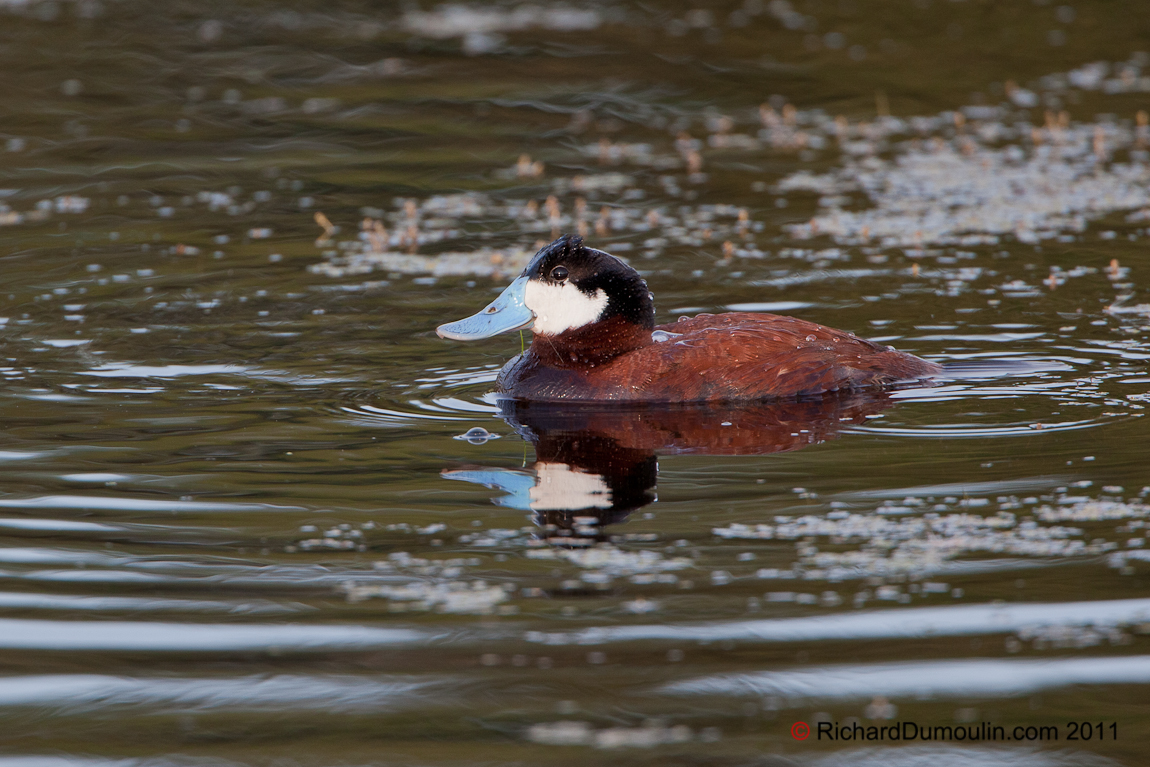 RUDDY DUCK