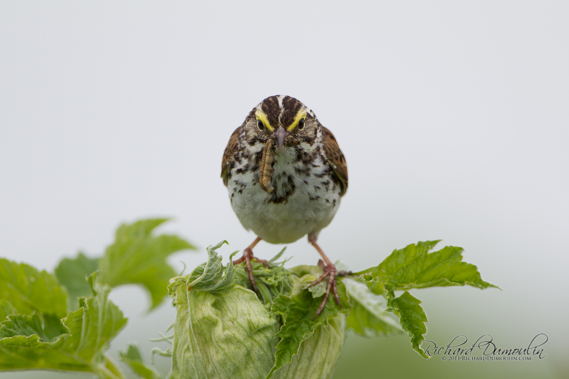 SAVANNAH SPARROW