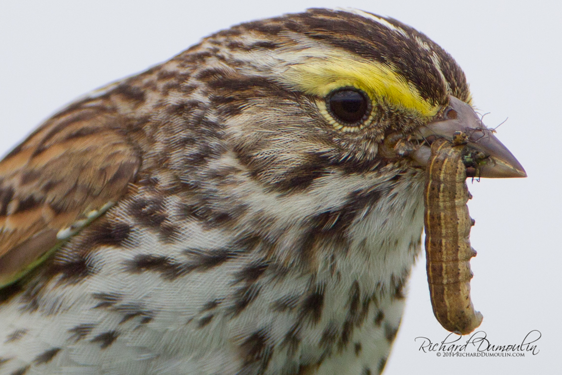 SAVANNAH SPARROW