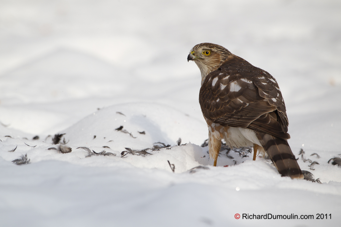 SHARP-SHINNED HAWK