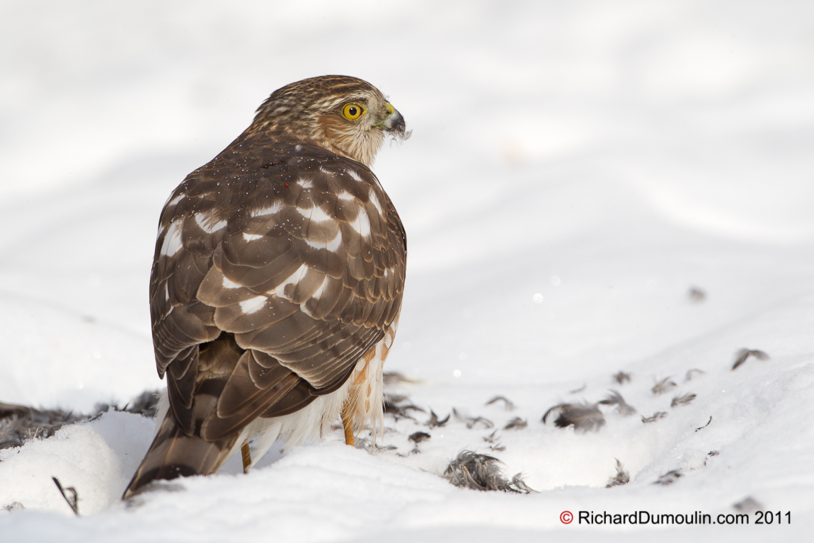 SHARP-SHINNED HAWK