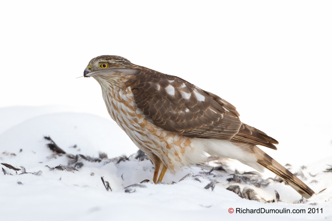 SHARP-SHINNED HAWK
