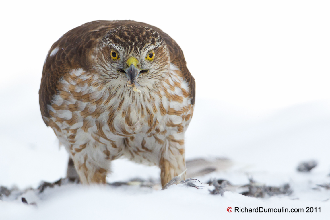 SHARP-SHINNED HAWK