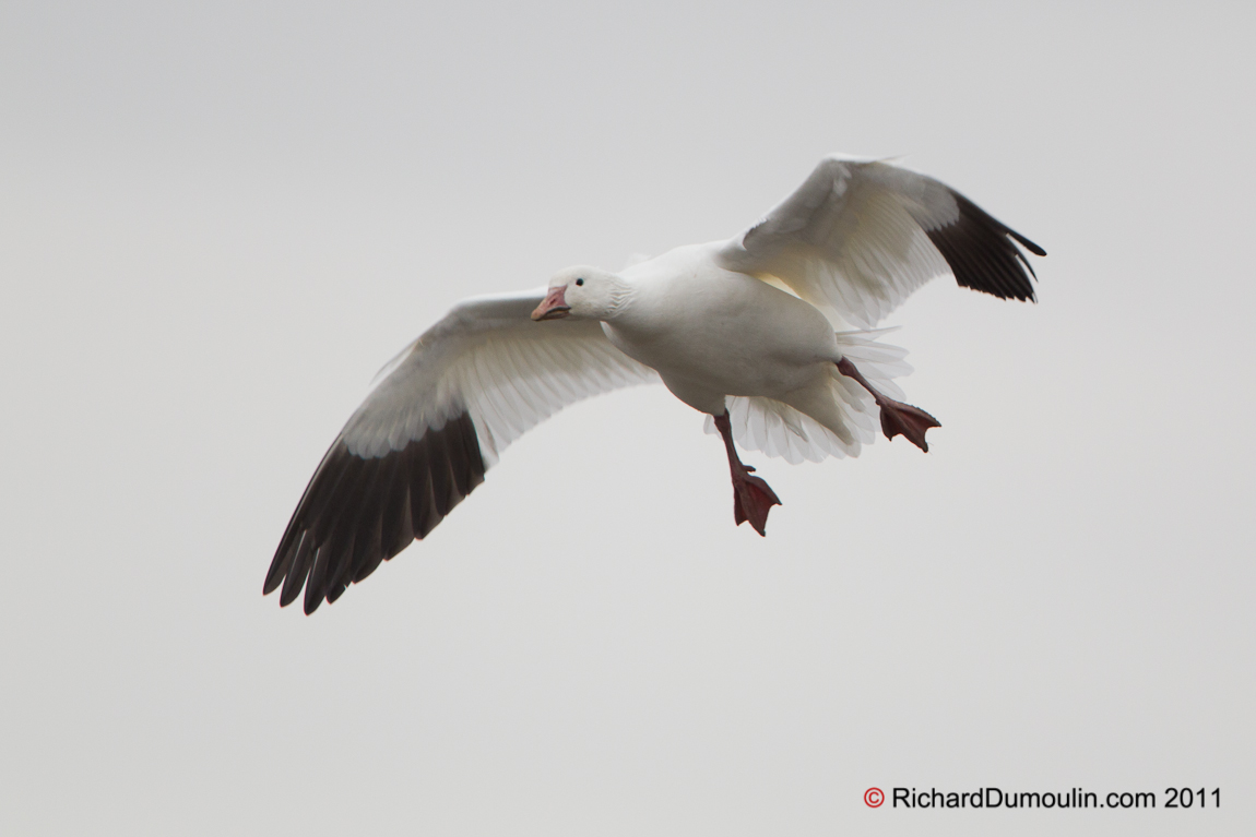 SNOW GOOSE