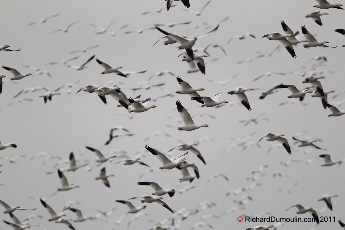 SNOW GOOSE