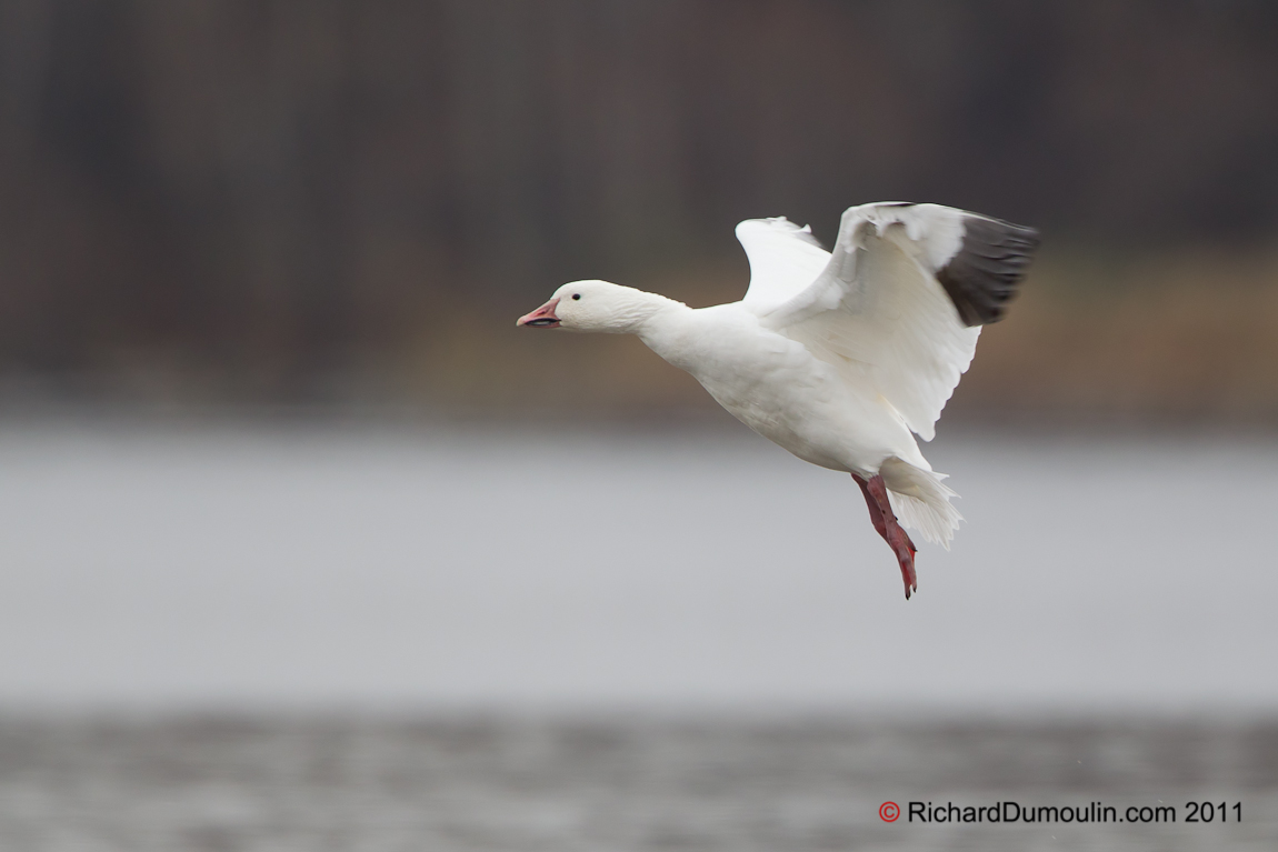 SNOW GOOSE