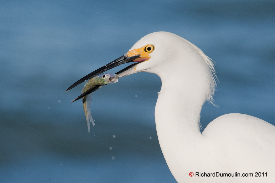 SNOWY EGRET