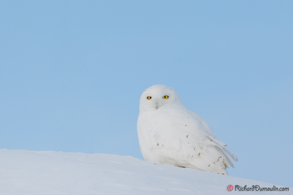 SNOWY OWL