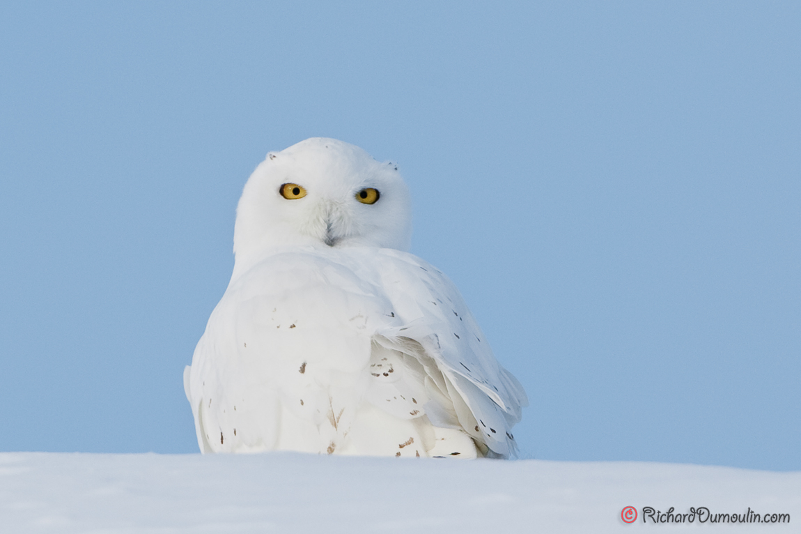 SNOWY OWL