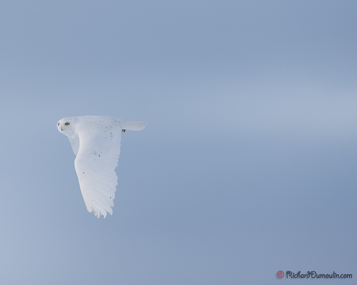 SNOWY OWL
