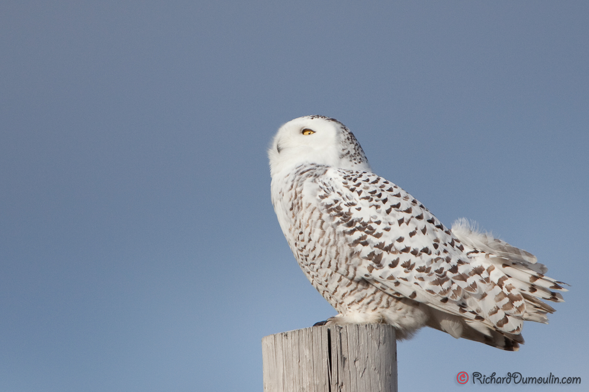 SNOWY OWL