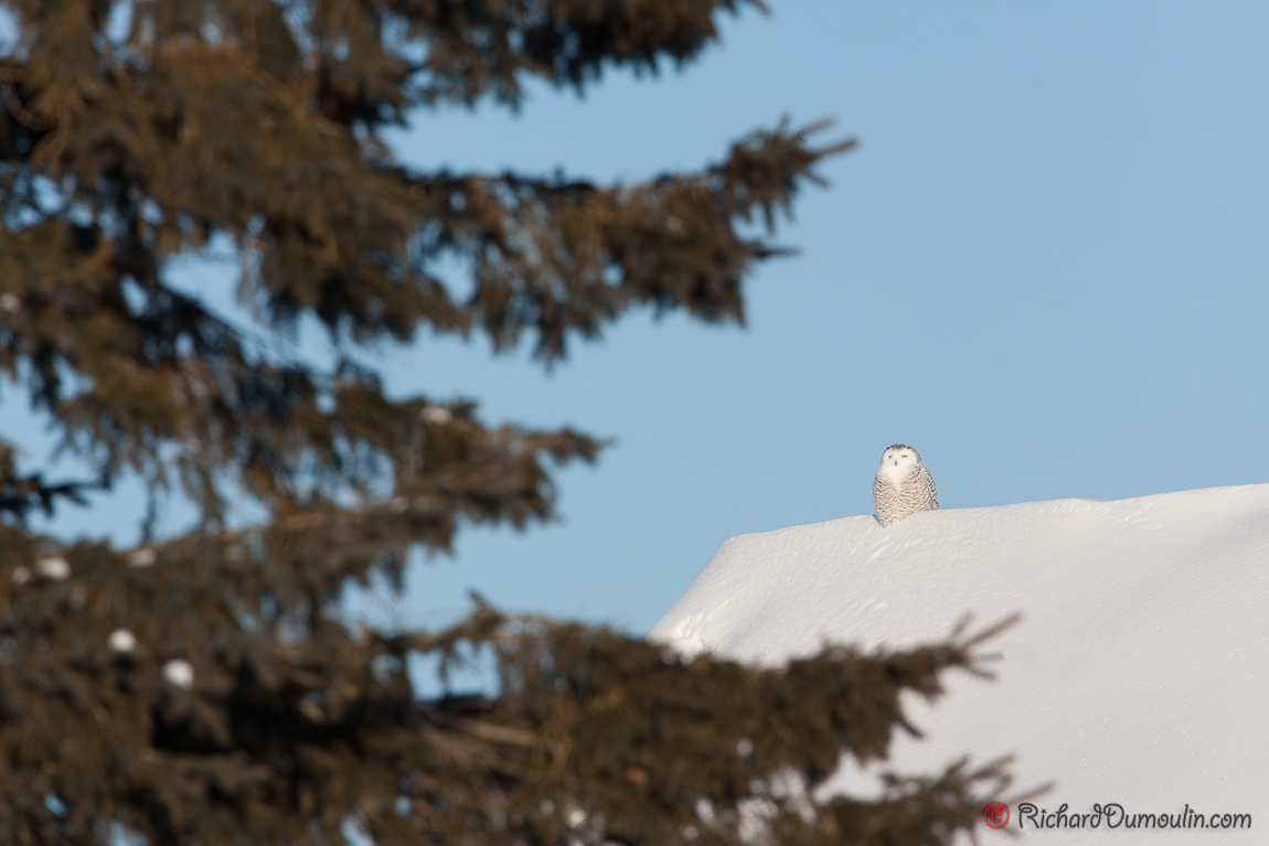 SNOWY OWL