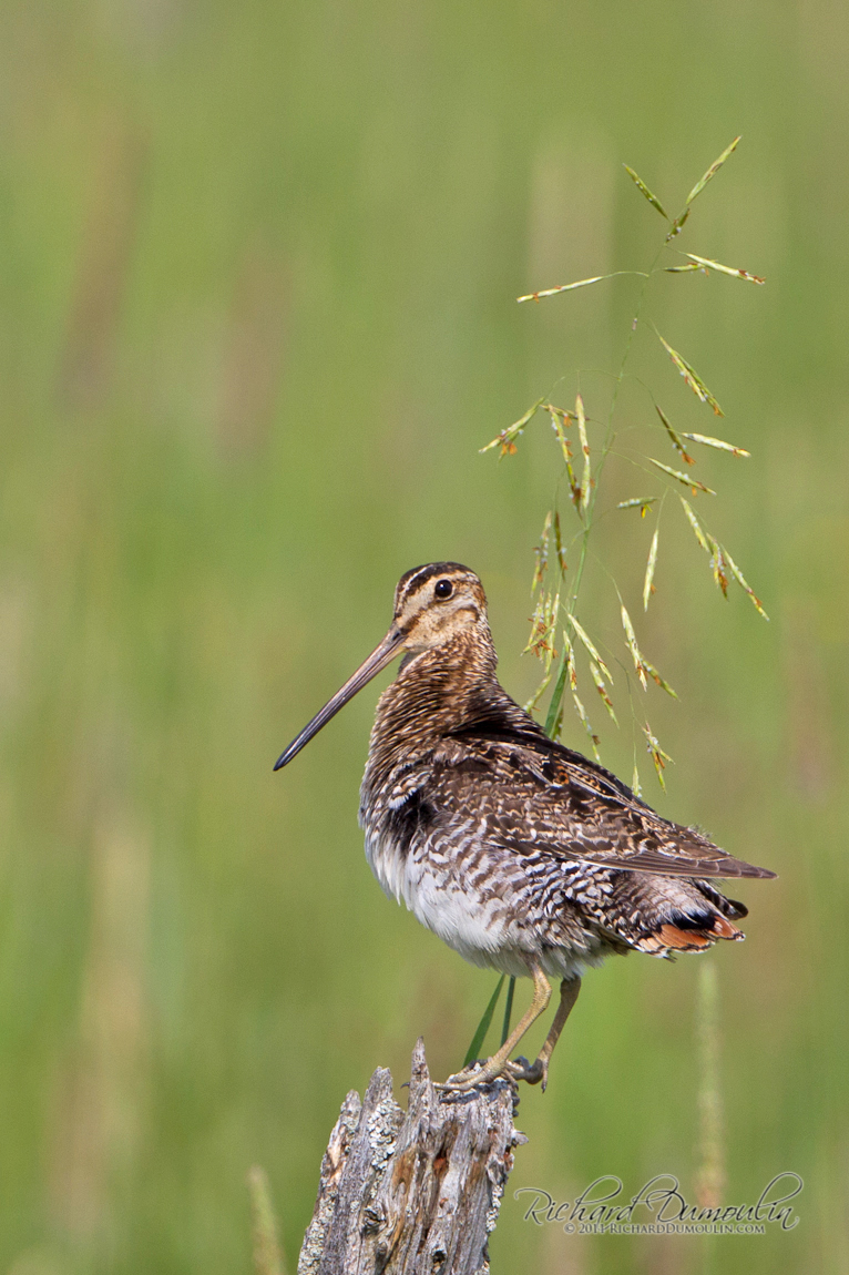 WILSON SNIPE