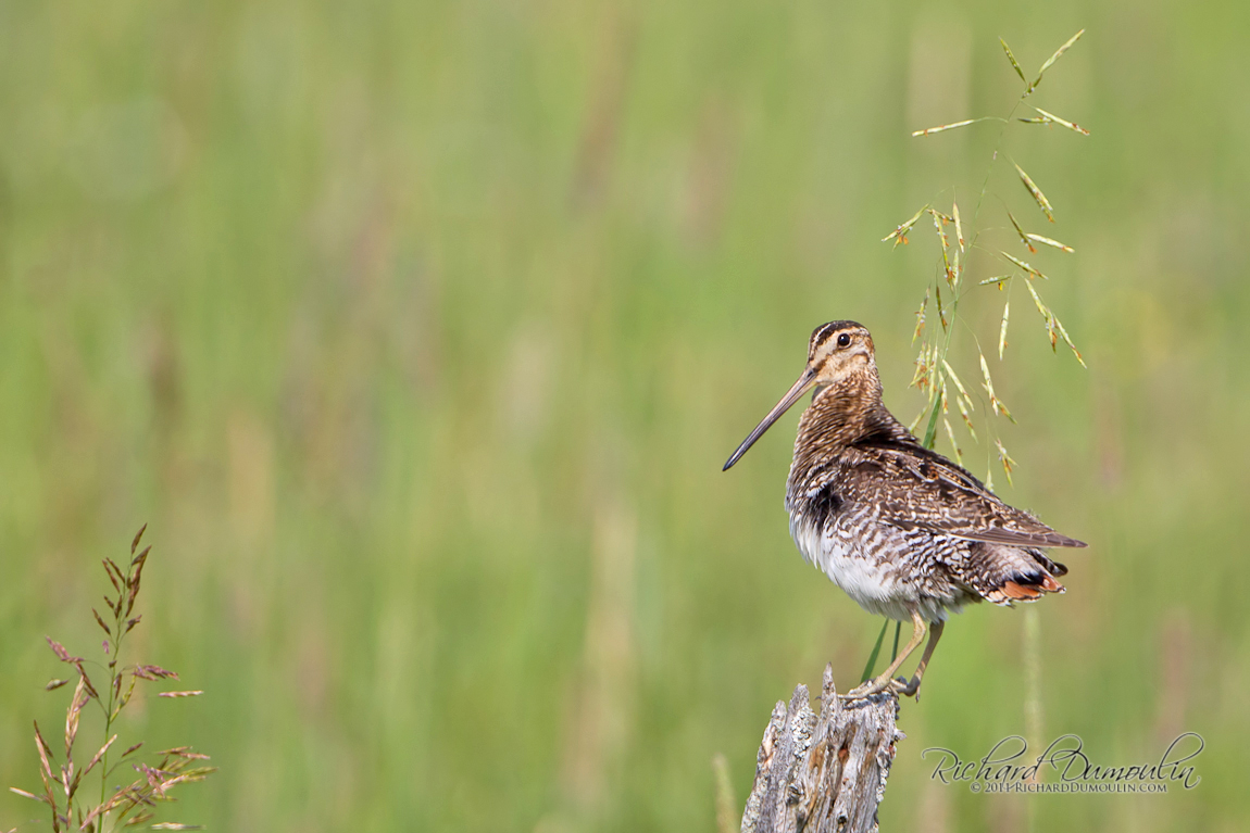 WILSON SNIPE