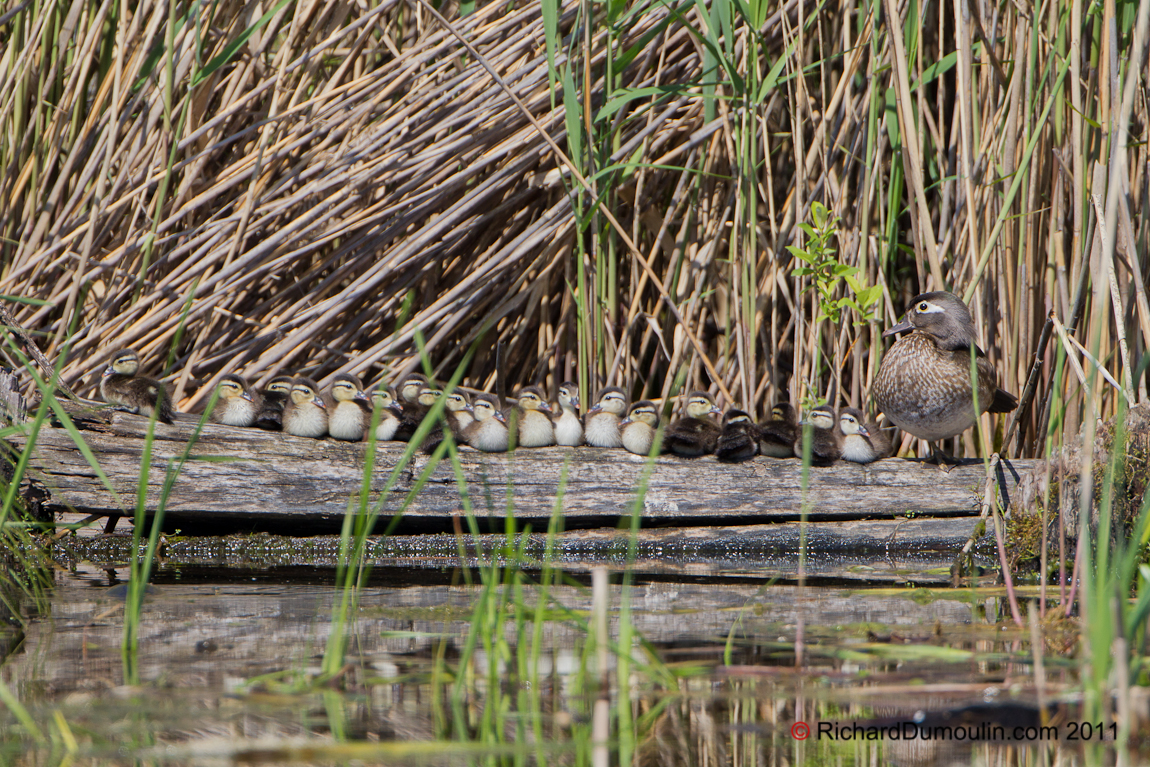 WOOD DUCK