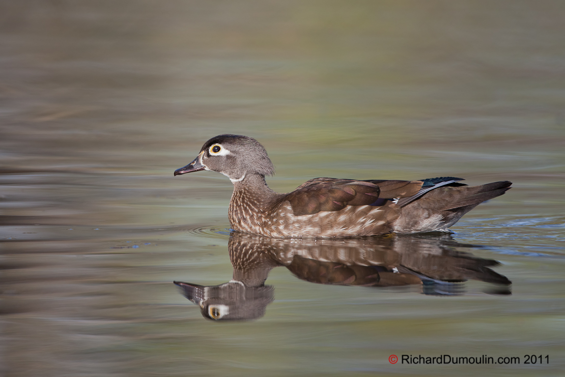 WOOD DUCK