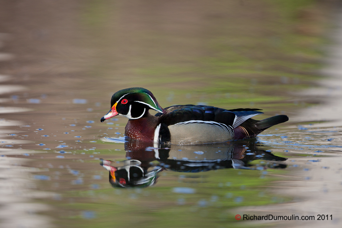WOOD DUCK