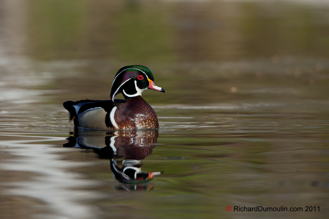 WOOD DUCK